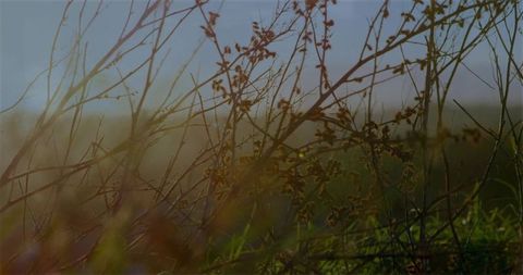 Backlit Dried Plant Stems in Rustic Meadow at Sunset