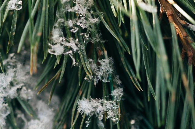 Close-up showcasing snowy pine needles in a winter forest. Ideal for use in nature-themed backgrounds, winter holiday cards, and seasonal promotions emphasizing the beauty of winter and natural environments.