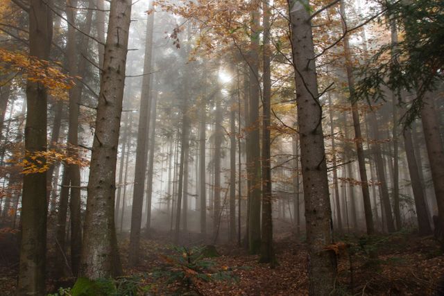 Misty Forest with Sunlight Filtering Through Trees During Early Morning - Download Free Stock Photos Pikwizard.com