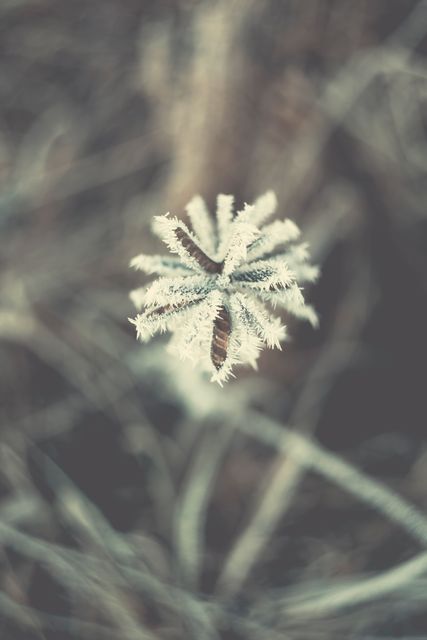 Detailed macro view of a frosty plant showcasing ice crystals on a delicate leaf, presenting a beautiful representation of winter's impact on flora. Perfect for use in nature-related blogs, seasonal promotions or cold weather campaigns, emphasizing the delicate beauty of winter.
