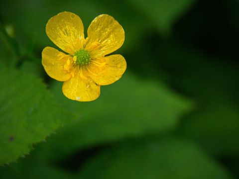 Bright yellow wildflower blooming against soft green bokeh background