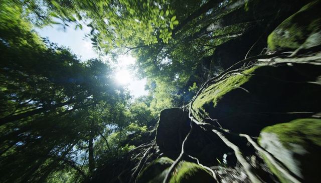 Sunlit moss-covered rock and tangled roots climbing into lush forest canopy on steep slope