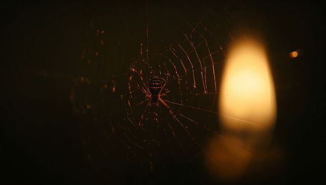 Striped-abdomen spider perched on web with warm lamp glow
