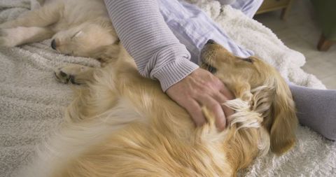 Cozy Bonding with Golden Retriever on Lazy Afternoon
