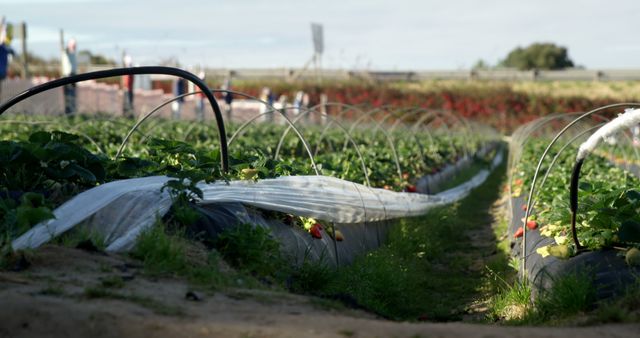 Rows of strawberry plants flourish in an outdoor farm. Agriculture workers tend to crops, ensuring a bountiful harvest in rural settings.