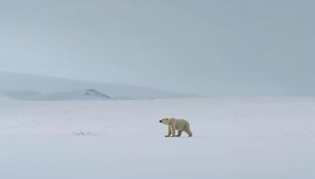 Solitary polar bear walking across vast Arctic snowplain under expansive pale winter sky