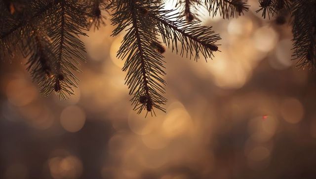 Evergreen branches glowing at golden hour with warm bokeh, pine cones and soft backlight