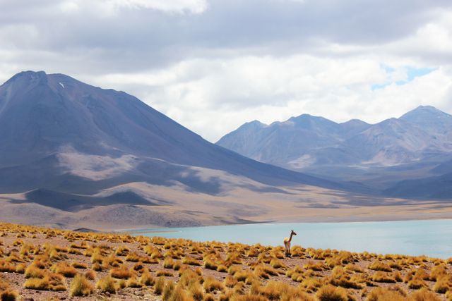 Guanaco in Scenic Landscape with Mountains and Lake - Download Free Stock Photos Pikwizard.com
