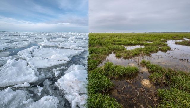 Contrasting Arctic Ocean Ice Floes and Verdant Wetland Marsh