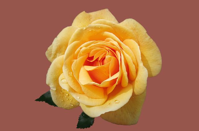 Close-Up of Dewy Yellow Rose on Brown Background - Download Free Stock Photos Pikwizard.com