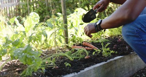 African man kneeling harvesting carrots in raised wooden bed using trowel under sunlight