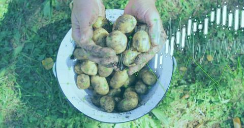 Hands harvesting fresh potatoes into enamel bowl on farm