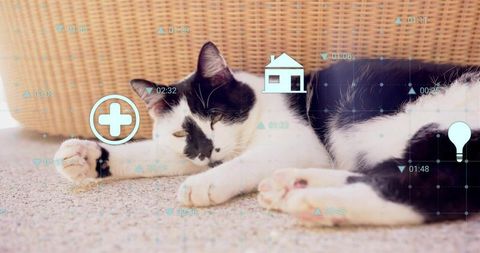 Sleeping black and white cat lounging on beige carpet with cyan pet health icons overlay