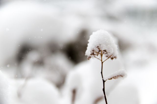 Close-Up of Dry Plant Covered in Snow During Winter - Download Free Stock Photos Pikwizard.com