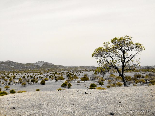 Lone Tree Standing in Dry Desert Landscape - Download Free Stock Photos Pikwizard.com