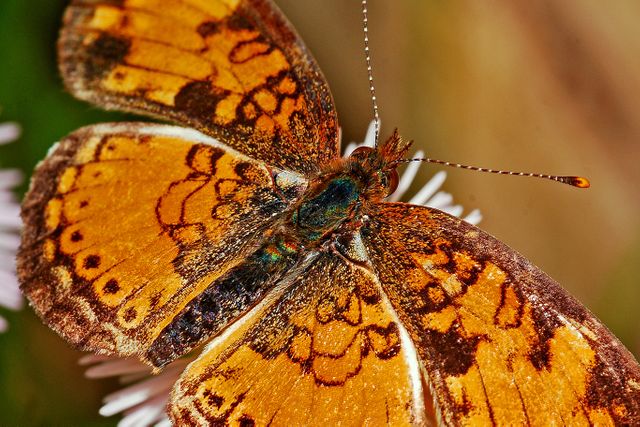 An intricate close-up of an orange butterfly perched on a white flower, showing detailed patterns on wings. Suitable for use in nature magazines, blog posts about insects or butterflies, educational materials about entomology and wildlife, and decorative purposes in nature-themed publications.