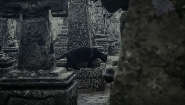 Black cat slipping through moss-covered temple ruins, carved pillars, overcast mood