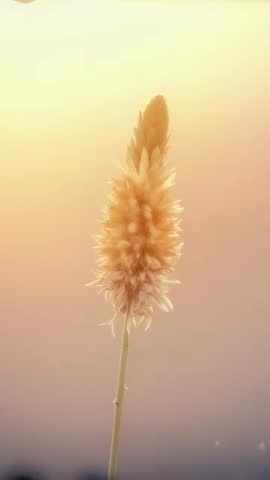 Vertical video of backlit fluffy grass seedhead glowing in warm golden bokeh at sunrise