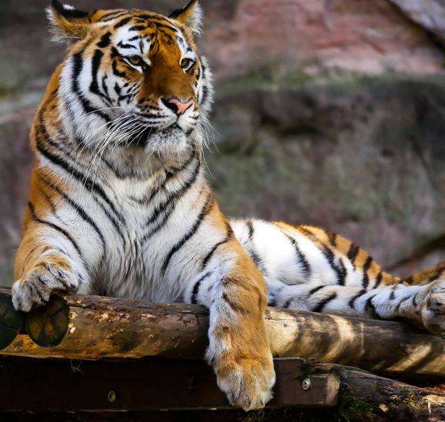 Depicts tiger resting on a tree trunk in forest environment. Useful for wildlife conservation content, nature documentaries, educational materials on animal behavior, and articles about endangered species.