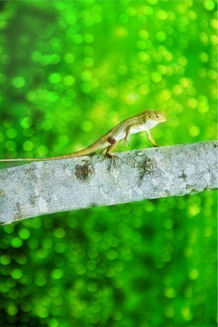 This image depicts a lizard resting on a tree branch, set against a vibrant green background suggestive of a lush forest environment. The lizard's natural camouflage against the bark highlights its adaptive features. This image is useful for presentations or content focused on wildlife, nature, reptiles, or environmental topics. It can also be utilized for educational materials or eco-friendly themed designs.