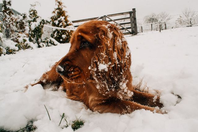 Irish Setter lying in snow-covered yard during winter. Dog is slightly covered in snow, bringing an impression of a cold winter's day. Useful for content related to winter, outdoor adventures, pets, and nature.