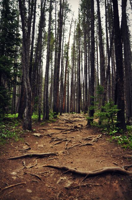 Forest path with prominent tree roots among tall trees. Ideal for nature and travel blogs, environmental campaigns, or outdoor adventure promotions.