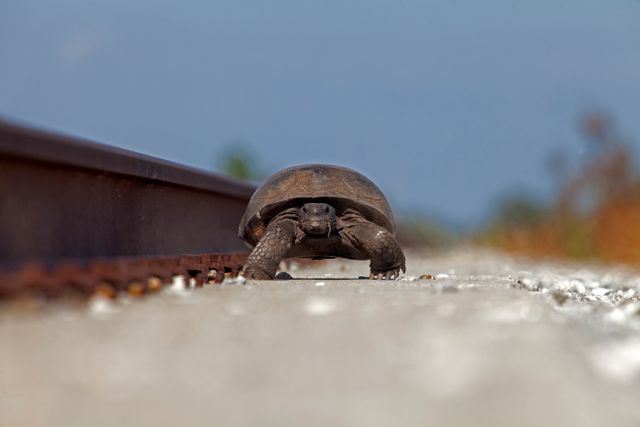 Turtle Walking Beside Railroad Tracks at Kennedy Space Center - Download Free Stock Photos Pikwizard.com