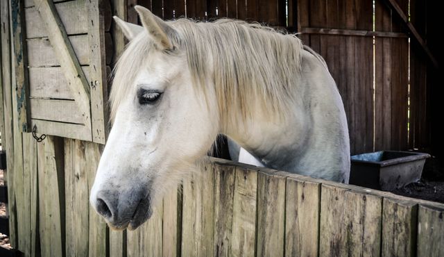 White Horse in Barn Looking Calmly Over Wooden Stall Door - Download Free Stock Photos Pikwizard.com