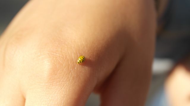 Close-up of a small yellow ladybug resting on a person's hand under natural sunlight. This image highlights the intricate details of the ladybug against the smooth human skin. Ideal for use in biological studies, nature-inspired designs, insect-themed projects, or educational visual aids on insect biology and ecological discussions.