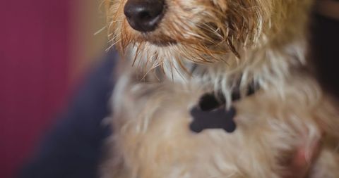 Close-Up of Relaxed Brown Dog Indoors - Download Free Stock Images Pikwizard.com