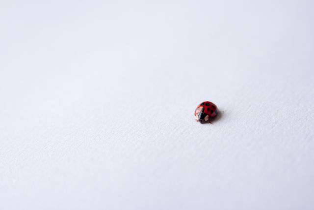 Small Ladybug on White Background - Download Free Stock Photos Pikwizard.com