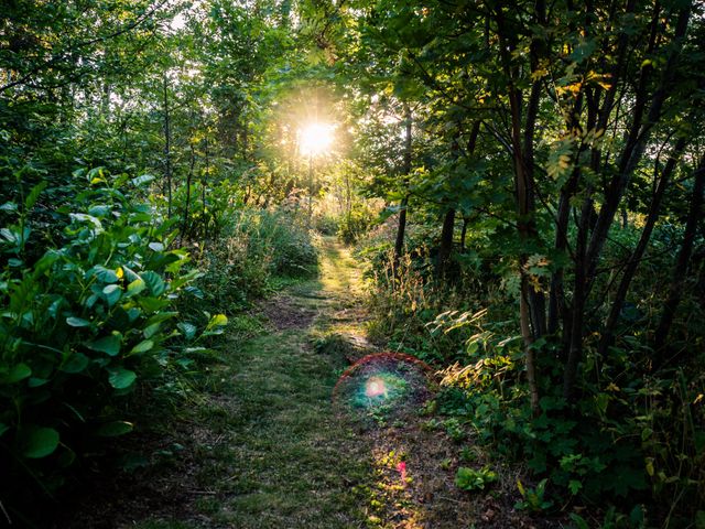 Scenic Forest Pathway with Sunlight Filtering Through Trees - Download Free Stock Photos Pikwizard.com