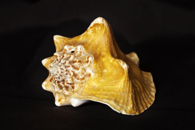 Focusing closely on a golden sea shell against a black background, dramatizing oceanic texture and form. Ideal for nature-themed decor, marine biology presentations, aquatic publications, website visuals, and art projects highlighting natural beauty.