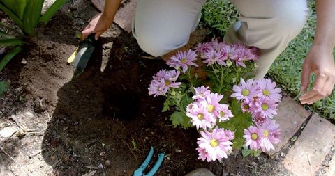 Gardener's Hands Planting Pink Daisies in Sunny Yard