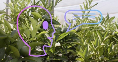 Green Oranges in Nursery with Communicative Illustration