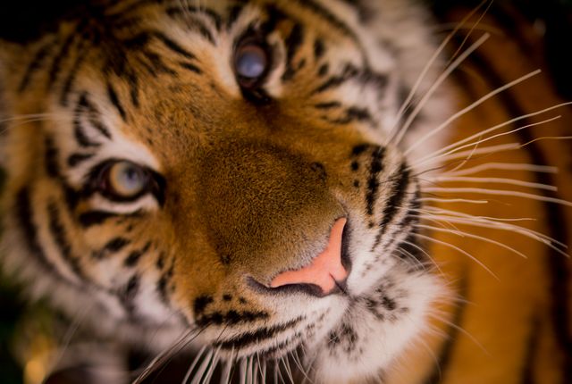 This close-up image captures the intricate details and expressive eyes of a tiger's face, emphasizing its whiskers and distinct stripe pattern. The photo can be used in wildlife conservation campaigns, educational materials, or as a stunning visual in websites and magazines highlighting wildlife and nature.