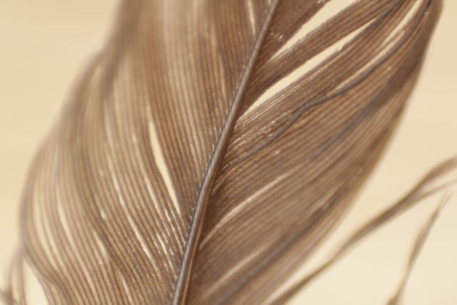 Close-up of a brown feather showing intricate details and textures - Download Free Stock Photos Pikwizard.com