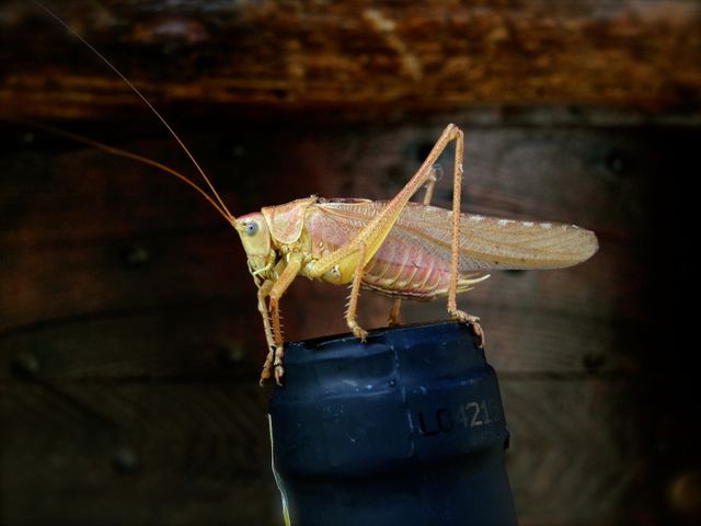 Insect Cricket Arthropod - Download Free Stock Photos Pikwizard.com