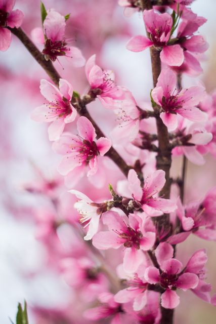 Close-up view of vibrant pink cherry blossoms in full bloom captured during spring. Detail of delicate petals and floral arrangement illustrates beauty of nature. Ideal for use in springtime promotions, floral displays, wedding invitations, greeting cards, and nature-themed projects.