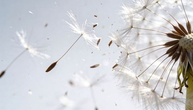 Backlit dandelion seeds drifting in soft breeze macro, translucent pappus and airy copy space