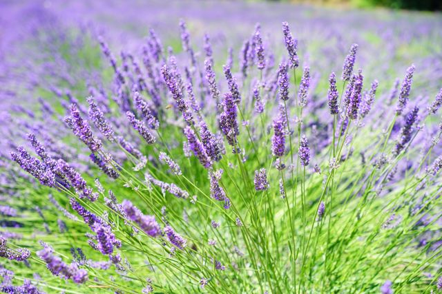 Lavender blooms envelop the image, showcasing vibrant purple flowers under bright sunlight. Ideal for use in nature-themed content, floral displays, aromatherapy promotions, and summertime event advertisements.