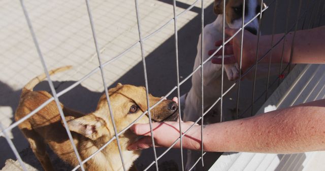 Hands of a person reaching out to touch dogs through a fence in an animal shelter, conveying themes of kindness and care. Use in articles, blogs or advertisements about animal welfare, dog adoption, volunteer work, or pet care services.