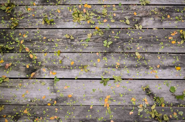 Wooden deck covered with scattered fallen leaves displaying a mix of green and brown autumn foliage. Outdoor setting evokes a rustic feel and highlights seasonal transition. Useful for backgrounds, nature-focused designs, seasonal promotional materials, or rustic-themed creative projects.