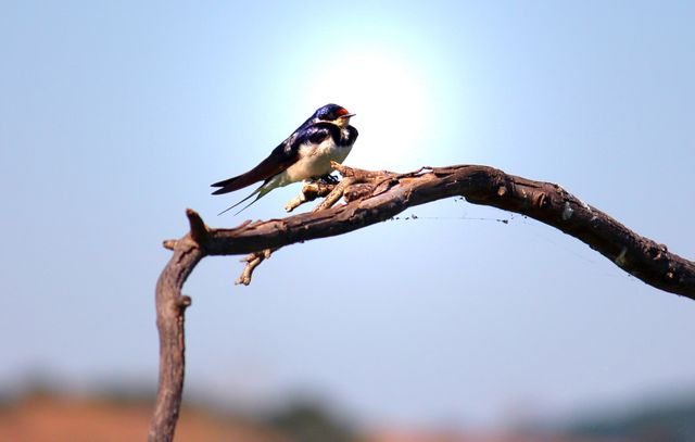 Barn swallow sitting on tree branch under a clear blue sky. Ideal for use in articles or advertisements related to nature, wilderness, bird watching, and environmental conservation. Suitable for nature blogs, educational biology materials, and calendars.