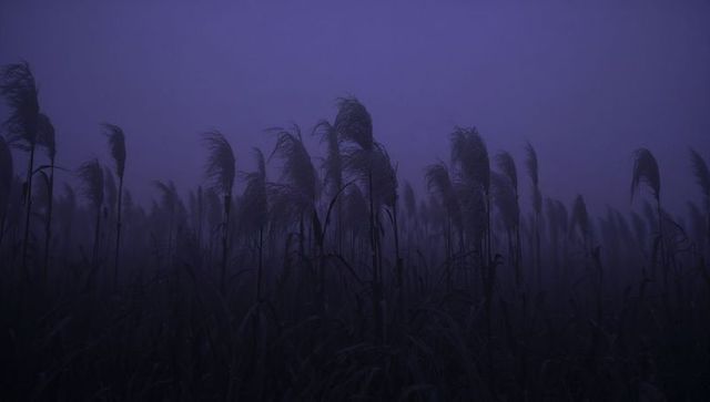 Violet-blue mist shrouding tall reed grasses, wind-swept silhouettes in foggy marsh