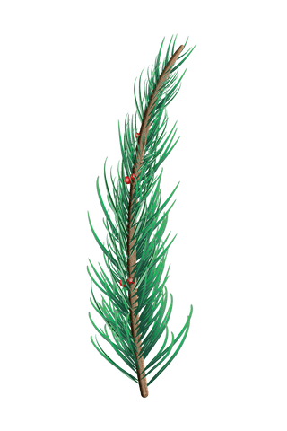 transparent fir branch spruce pine needles isolated on white - Download Free Stock Videos Pikwizard.com