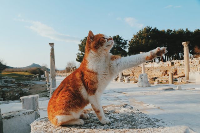 Cat stretching in a serene ancient ruins setting with morning light. Ideal for themes of relaxation, travel, tourism, archaeology, and nature. Perfect for blogs, travel guides, historical studies, or promotional content that promotes relaxation and scenic landscapes.