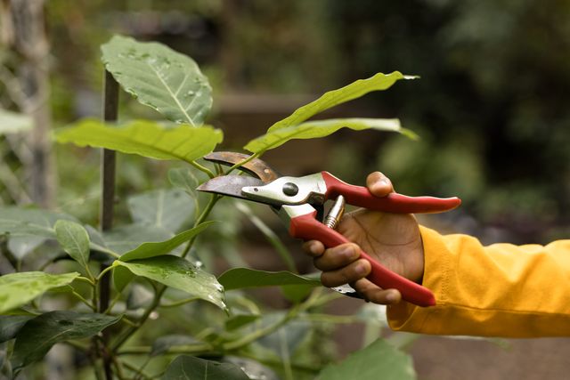 African american hand working in garden and cutting plant - Download Free Stock Photos Pikwizard.com