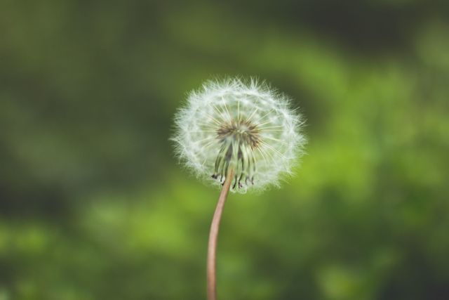 Close-Up of Dandelion Puff Against Blurred Green Background - Download Free Stock Photos Pikwizard.com