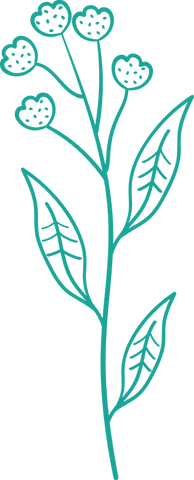 Teal floral line art with transparent background and leaves